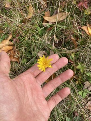 Scorzoneroides autumnalis