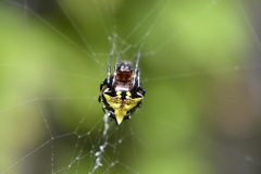 Verrucosa