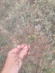 Goniolimon tataricum