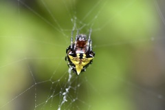 Verrucosa