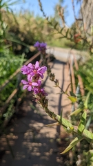 Lythrum salicaria