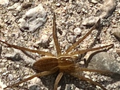 Dolomedes
