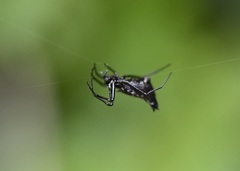 Micrathena duodecimspinosa