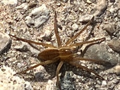 Dolomedes