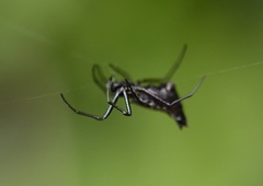Micrathena duodecimspinosa