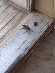 Acanthocephala terminalis