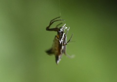 Micrathena duodecimspinosa