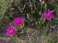 Lampranthus spectabilis