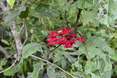 Cissus biformifolia