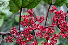 Cissus biformifolia