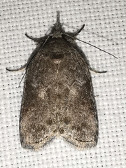 Nycteola