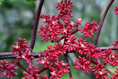 Cissus biformifolia