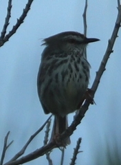 Prinia maculosa maculosa