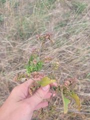 Atriplex sagittata