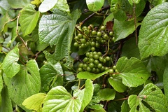Vitis tiliifolia
