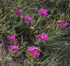 Lampranthus spectabilis