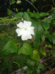 Thunbergia