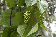 Vitis tiliifolia