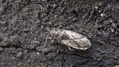 Heterogaster urticae