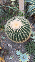 Kroenleinia grusonii