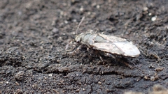 Heterogaster urticae