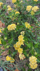 Lantana × hybrida