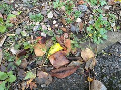 Arabidopsis thaliana