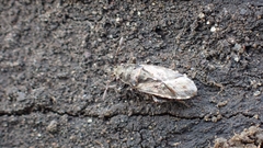 Heterogaster urticae