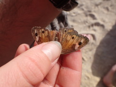 Hipparchia aristaeus