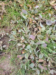 Atriplex verrucifera