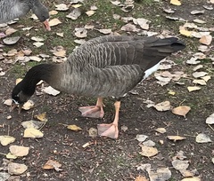 Anser anser × Branta canadensis