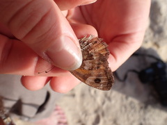 Hipparchia aristaeus