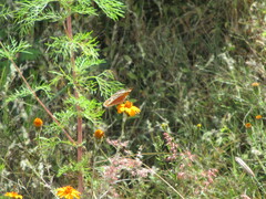 Junonia coenia coenia