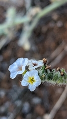 Heliotropium hirsutissimum