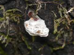 Auricularia mesenterica
