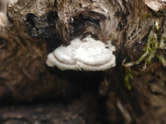 Auricularia mesenterica