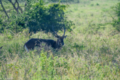 Kobus ellipsiprymnus defassa