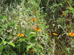 Junonia coenia coenia