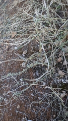 Heliotropium hirsutissimum