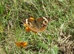 Junonia coenia coenia