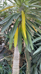 Pachypodium lamerei