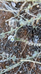 Heliotropium hirsutissimum