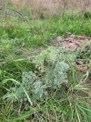 Artemisia austriaca