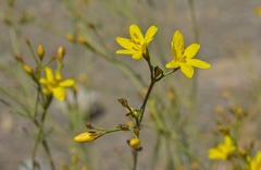 Menodora decemfida