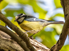 Cyanistes teneriffae