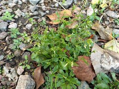 Arabidopsis thaliana