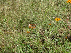 Junonia coenia coenia
