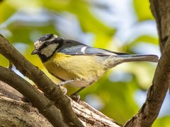 Cyanistes teneriffae