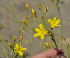 Menodora decemfida