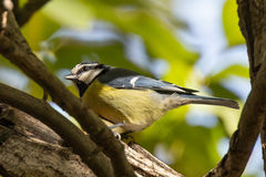 Cyanistes teneriffae